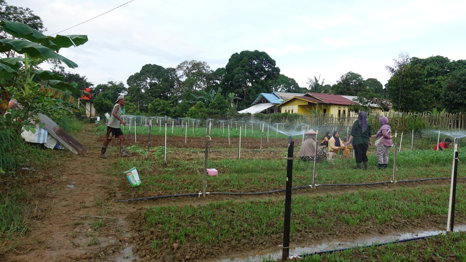 Sprinkle Water System Poktan Bahagia